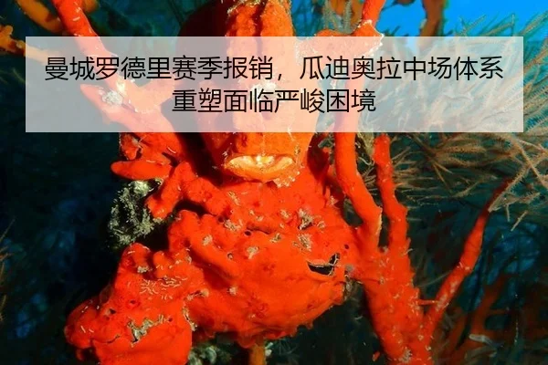 曼城罗德里赛季报销，瓜迪奥拉中场体系重塑面临严峻困境